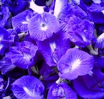 3 Manfaat Bunga Telang yang Nggak Kaleng-Kaleng, Termasuk Bantu Turunkan Berat Badan!