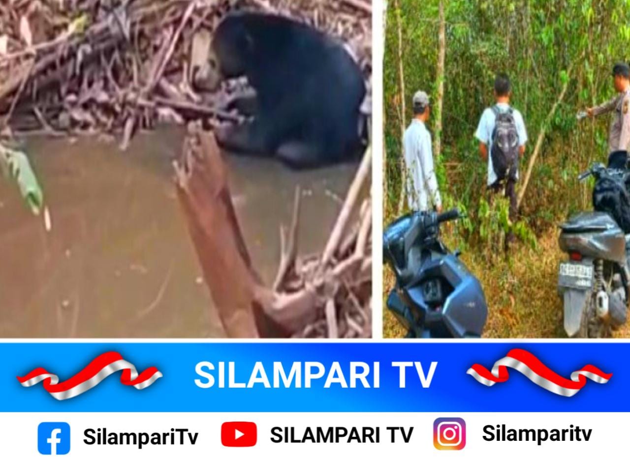 Diduga Beruang Hitam Muncul 2 Hari Berturut-turut di Muara Enim, Warga Diminta Waspada