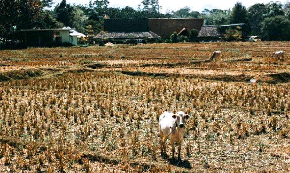 Begini 4 Tips Menghadapi Tantangan Kemarau, Terutama bagi Petani