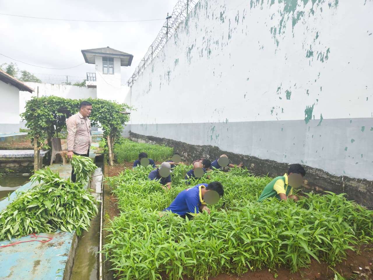 Hijaukan Pembinaan, Lapas Narkotika Kelas IIA Muara Beliti Sukses Panen Kangkung