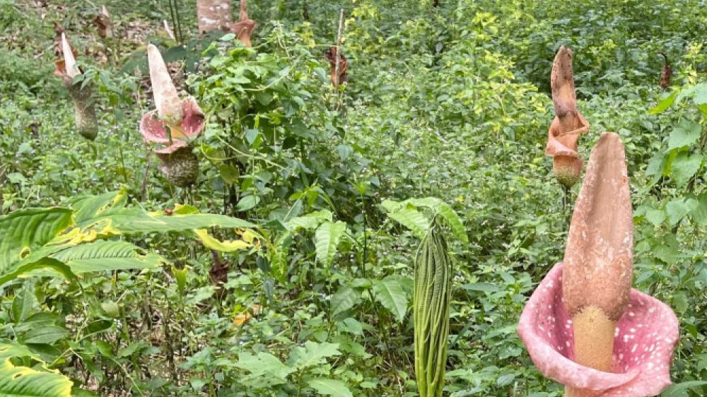 Menelusuri Jejak Tanaman Langka di Indonesia: Keberagaman Botani yang Mulai Terancam