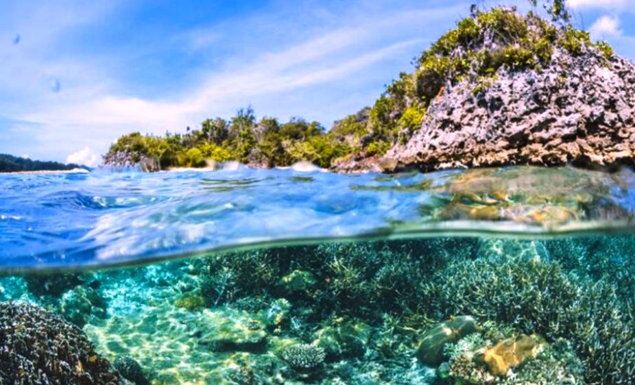 Bisakah Rumput Laut Menjadi Pengganti BBM Seperti yang Dikatakan Prabowo? Cek di Sini!