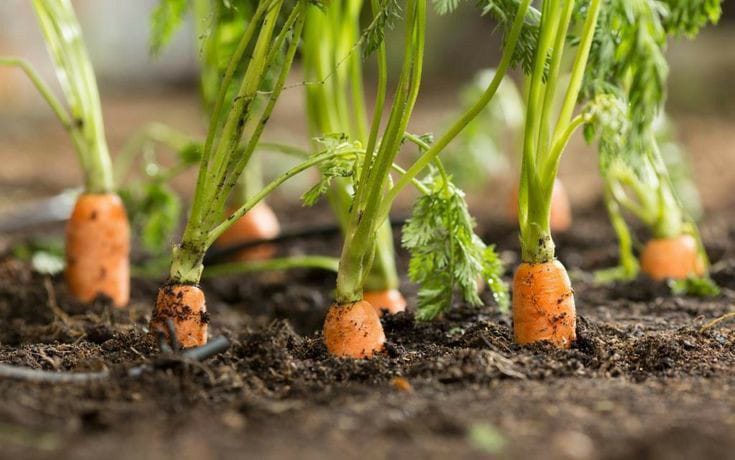 5 Tanaman Sayur yang Cepat Panen untuk Hemat Pengeluaran