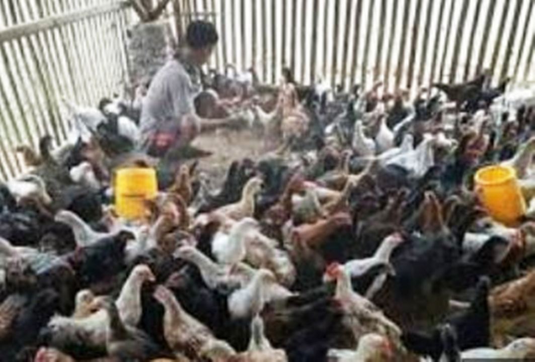 4 Tips Memulai Bisnis Beternak Ayam Kampung, Raup Omset Menggiurkan