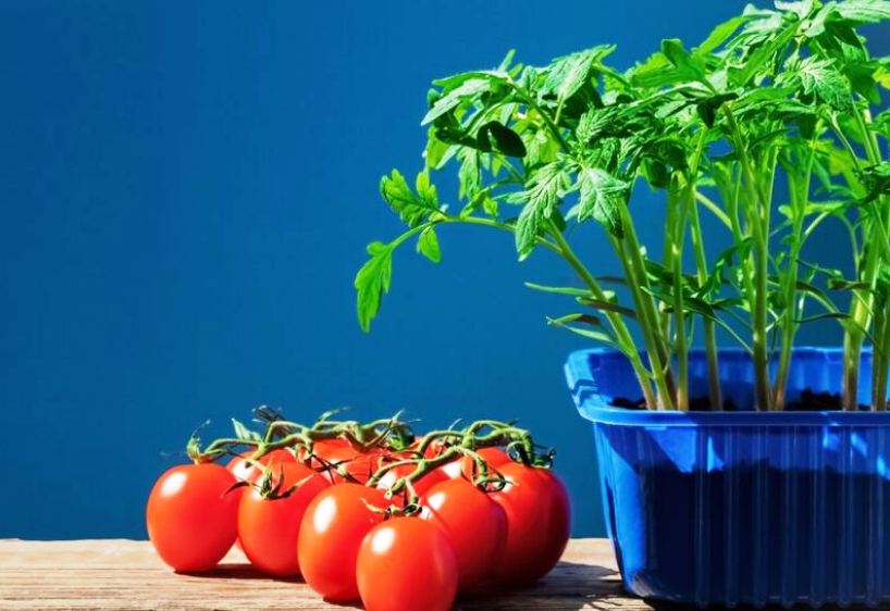 Tips dan Trik Budidaya Tomat dalam Pot, Raup Cuan Menguntungkan