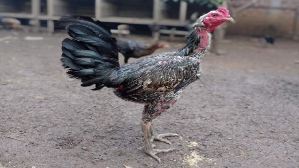 Ini Dia 5 Jenis Ayam Bangkok Sang Juara Gelanggang