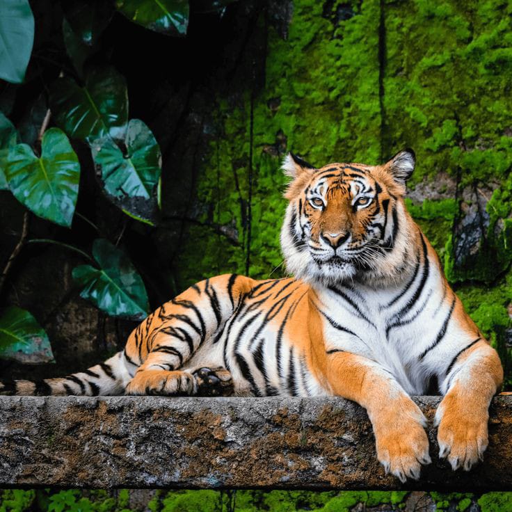 Apa yang Harus Dilakukan Jika Bertemu Harimau dan Macan di Gunung?
