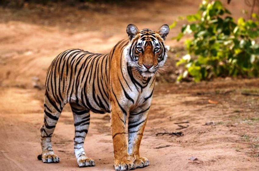 Tragedi Serangan Harimau di Lampung Barat: Fakta Terungkap, Keluarga Tersangka Dalam Sorotan!