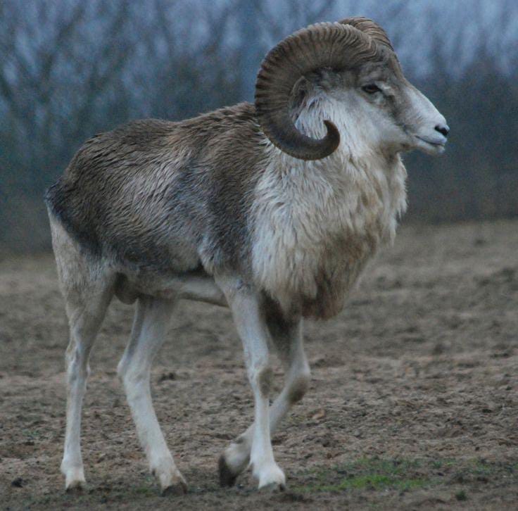 5 Fakta Unik Argali, Spesies Domba Terbesar di Dunia