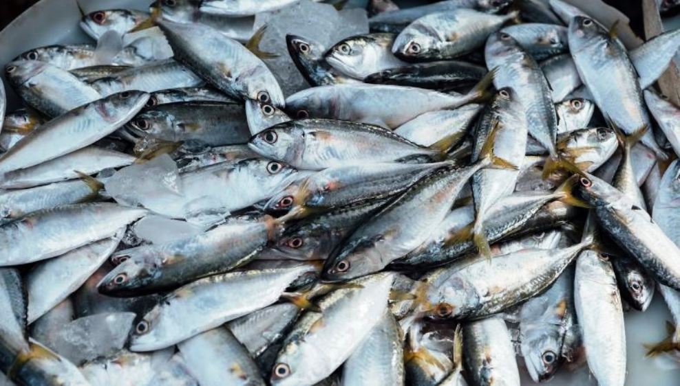 Berikut Ini 5 Jenis Ikan Laut yang Mengandung Banyak Nutrisi, Apakah Ikan Tongkol Termasuk?