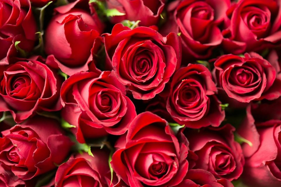 Tips dan Trik Merawat Bunga Mawar agar Tetap Segar dan Indah