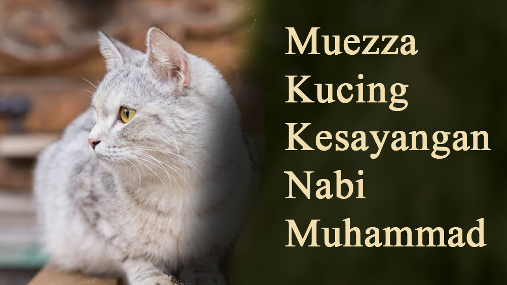 Kisah Kucing Kesayangan Nabi Muhammad SAW: Muezza