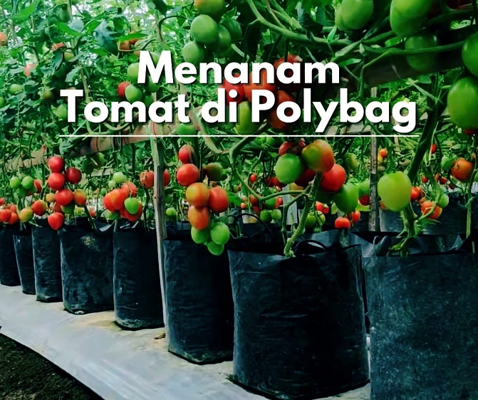 Ini dia Cara Menanam Tomat Dalam Polybag Agar Berbuah Lebat