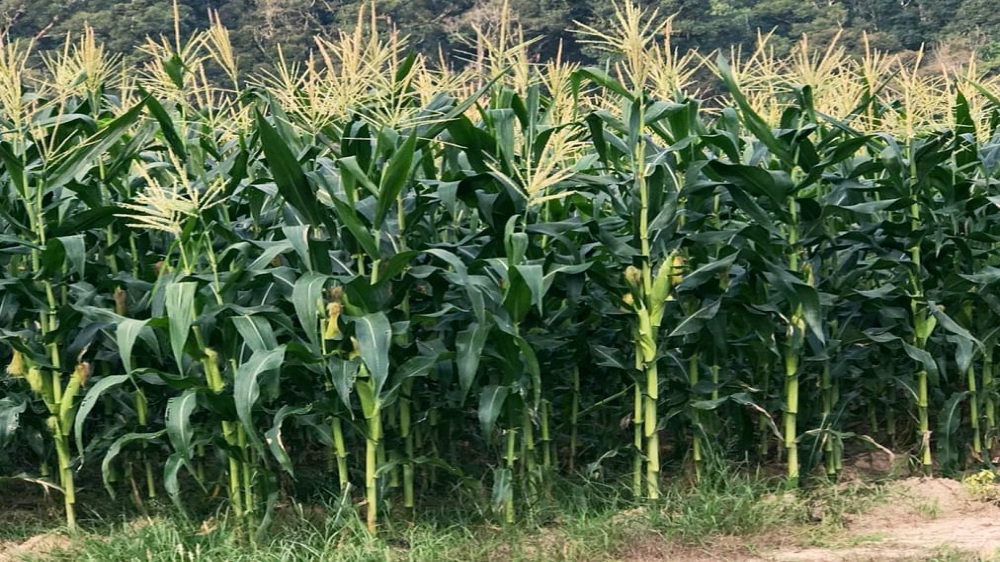 Ini Teknik Menanam Jagung Anti Gagal, dari Awal Tanam Hingga Panen