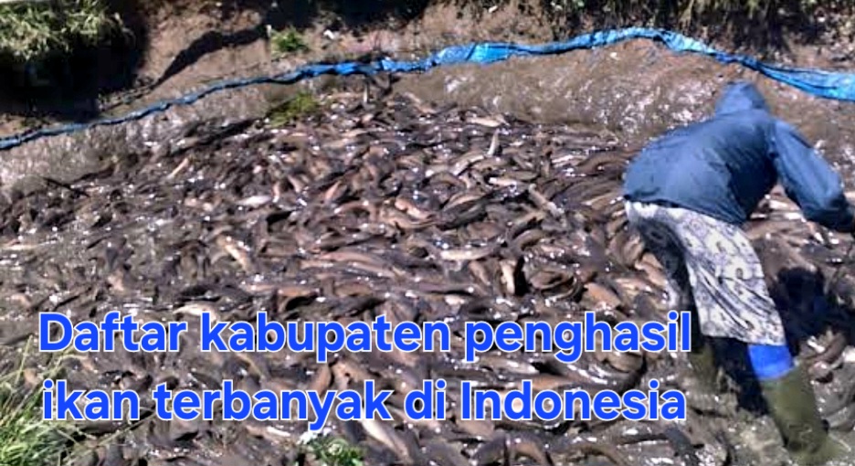 Berikut 5 Kabupaten Penghasil Ikan Terbanyak di Indonesia