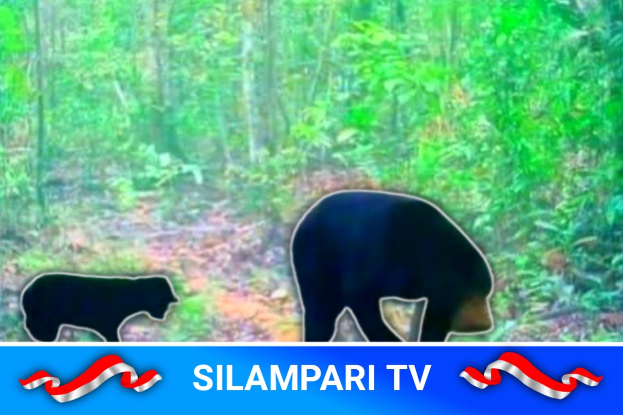 Warga Temukan Dua Beruang Diduga Serang Petani di Musi Rawas hingga Kritis