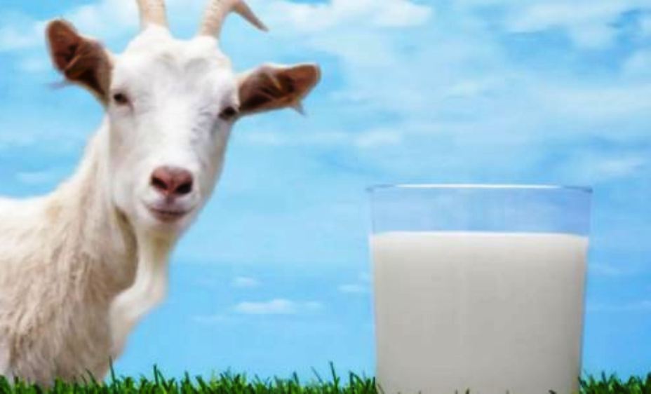 Manfaat Luar Biasa Susu Kambing Yang Kaya Nutrisi dan Ramah bagi Kesehatan