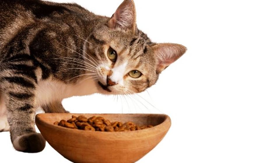 Fitur IT Smart Feeder PE02 yang Bantu Rawat Kucing Kesayanganmu