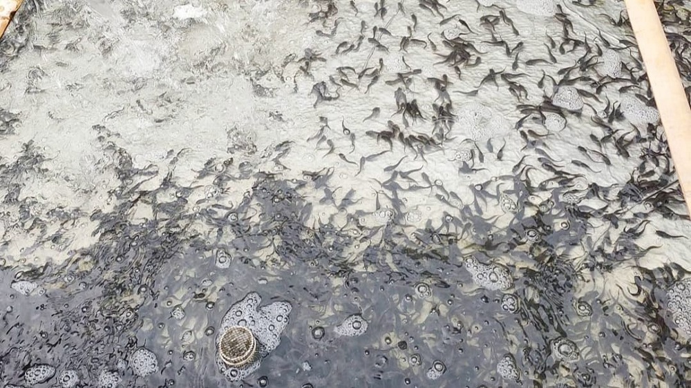 Ini 7 Cara Budidaya Lele Agar Mendapatkan Benih yang Unggul