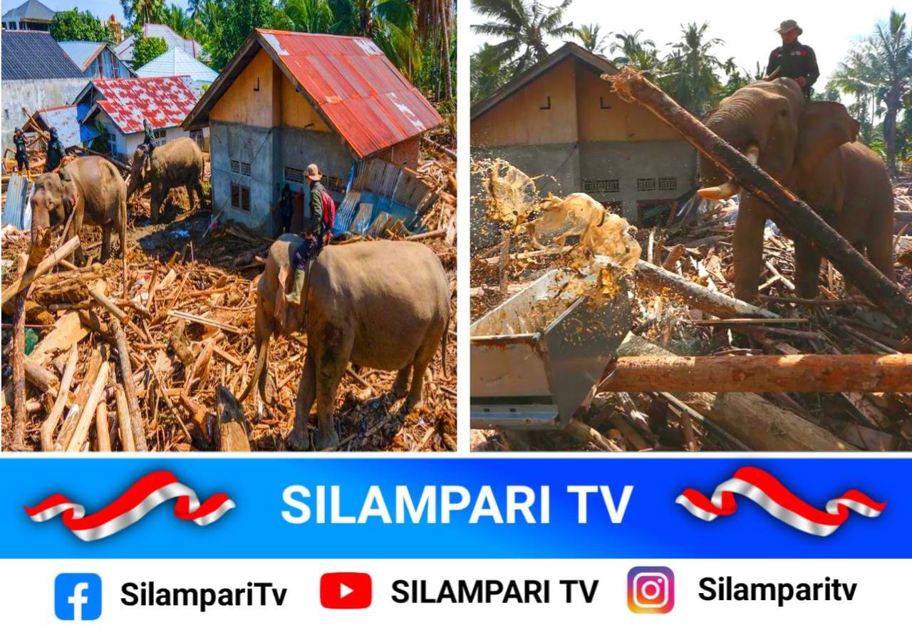 4 Gajah Terlatih Diterjunkan Bersihkan Puing Banjir Bandang di Aceh