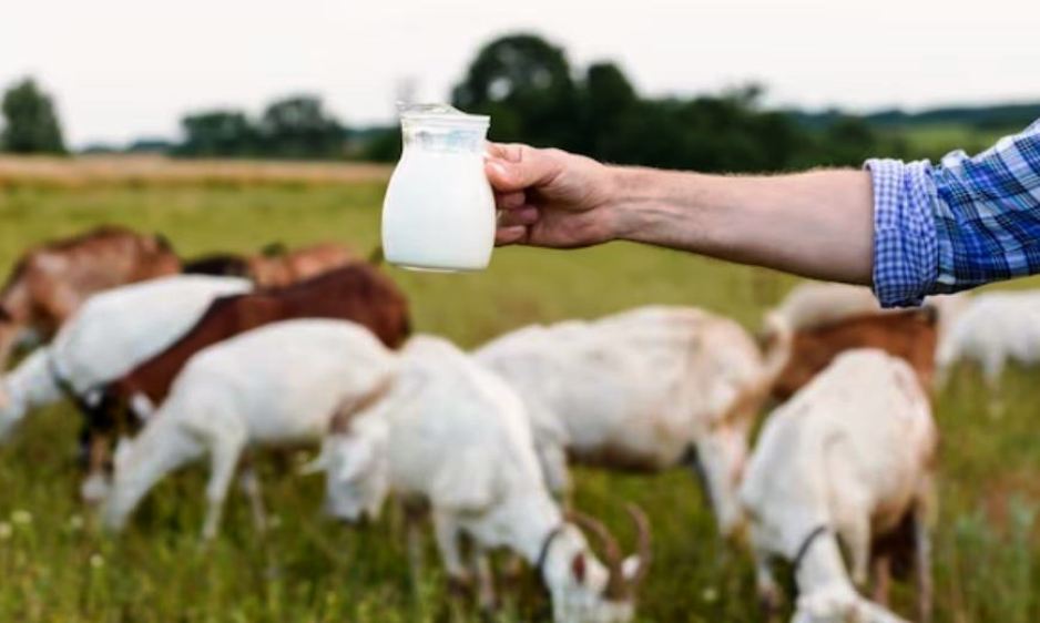 Ini dia 10 Manfaat Susu Kambing Bagi Kesehatan