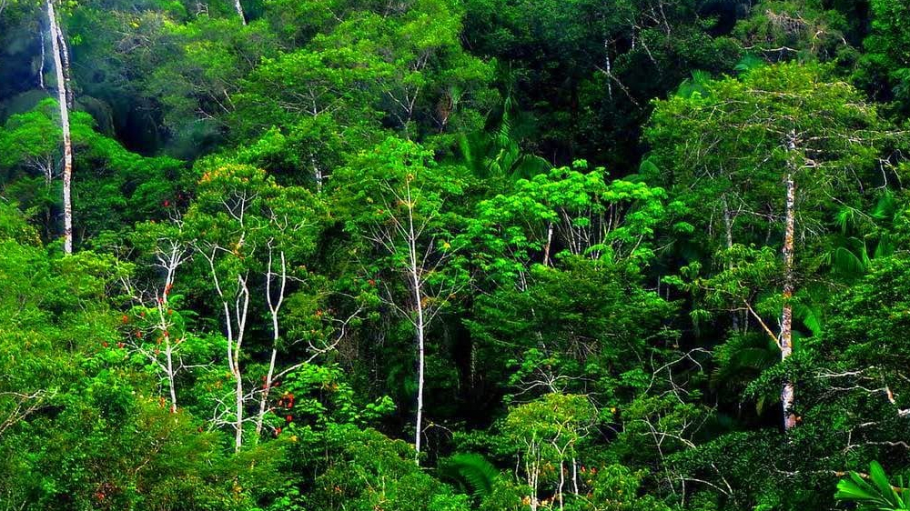 5 Negara yang Paling Banyak Kehilangan Hutan Tropis: Sebuah Krisis Lingkungan Global