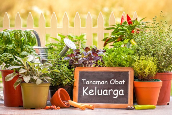 Jenis dan Manfaat Tanaman Obat untuk Penyakit