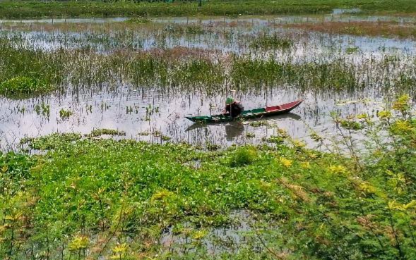 Pemprov Sumsel Segera Optimalisasi Lahan Rawa Seluas 98.400 Hektar, Berikut Lima Kabupaten Yang Masuk
