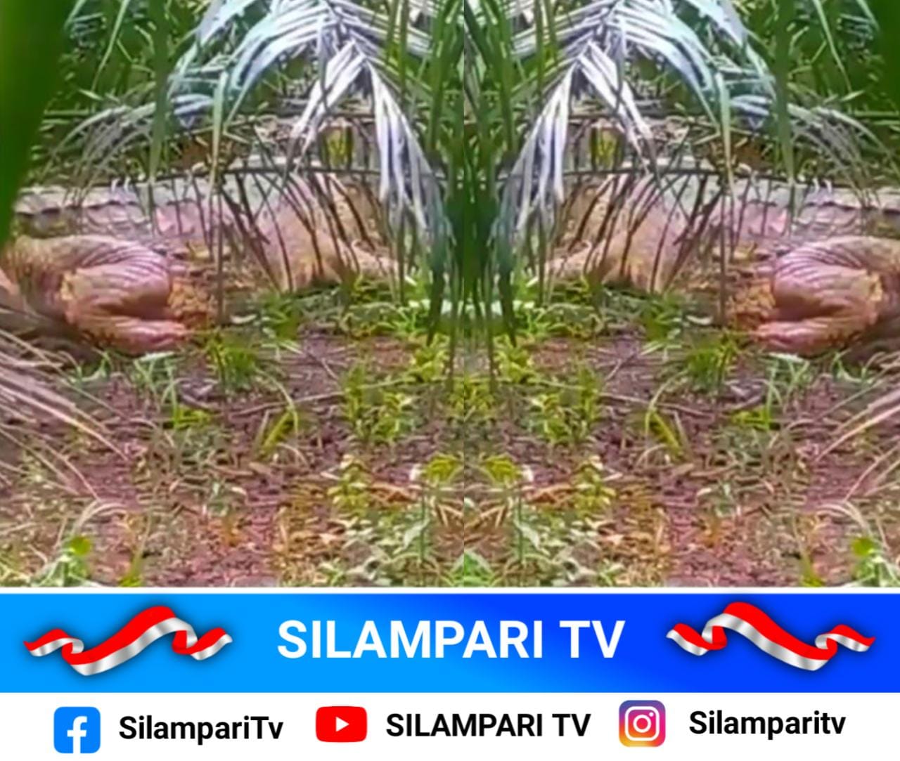Sungai Lesing Diteror Buaya Jumbo, Warga Musi Rawas Diliputi Kecemasan