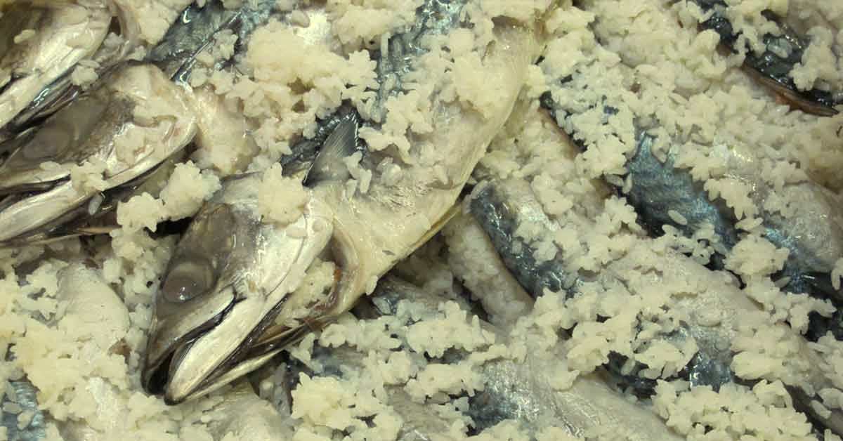 Tak Sembarangan, 5 Jenis Ikan Ini Tidak Pernah Dipakai untuk Sushi