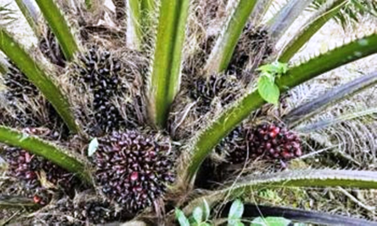 Petani Wajib Tahu! Ini Rahasia Buah Sawit Cepat Matang dan Siap Panen