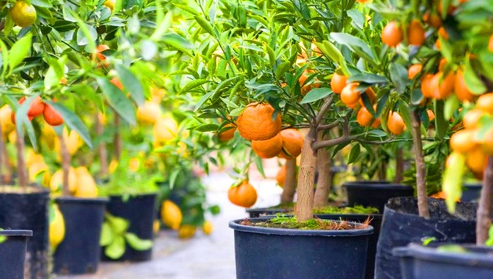 Berkebun Jadi Mudah, 7 Tanaman Buah yang Tumbuh Subur di Polybag