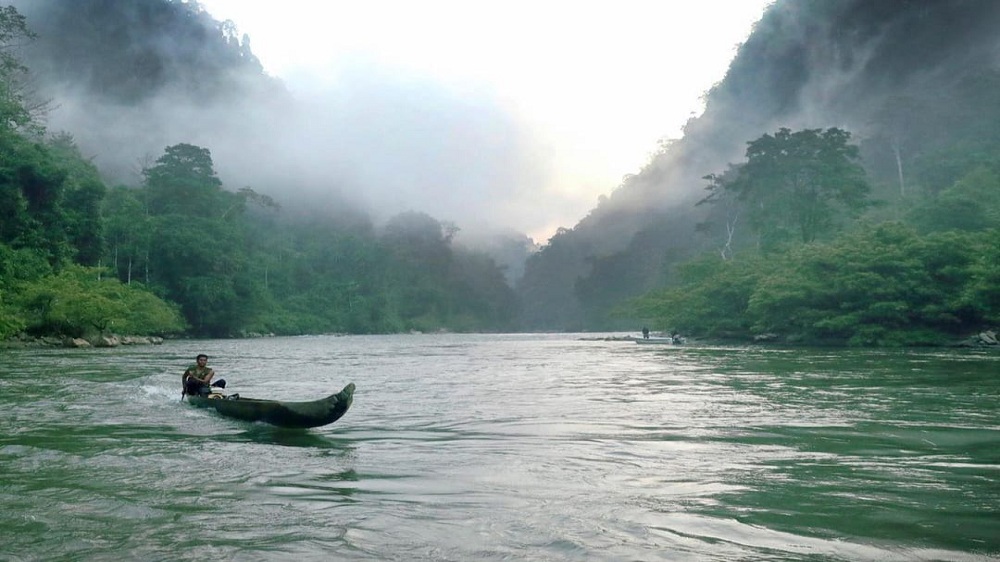 Tahukah Kalian Jika di Sungai Amazon Ada 5 Jenis Ikan Hias? Harganya Selangit! 