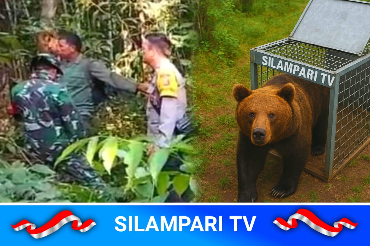 Beruang Lolos dari Jebakan, Warga Ciptodadi Musi Rawas Pilih Tinggal di Rumah.