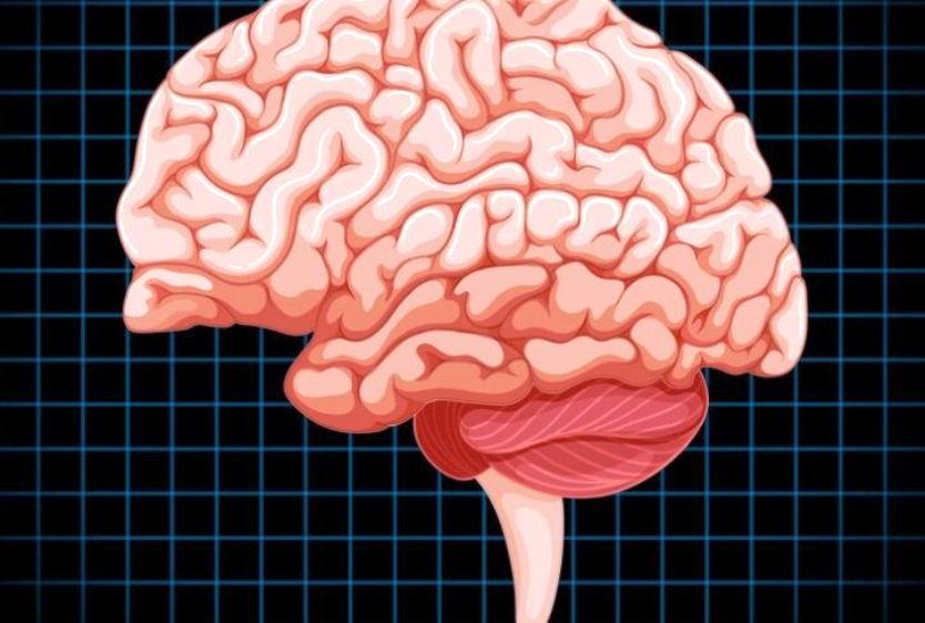 Nutrisi Penting untuk Cegah Penuaan Otak, Begini Kata Ilmuwan