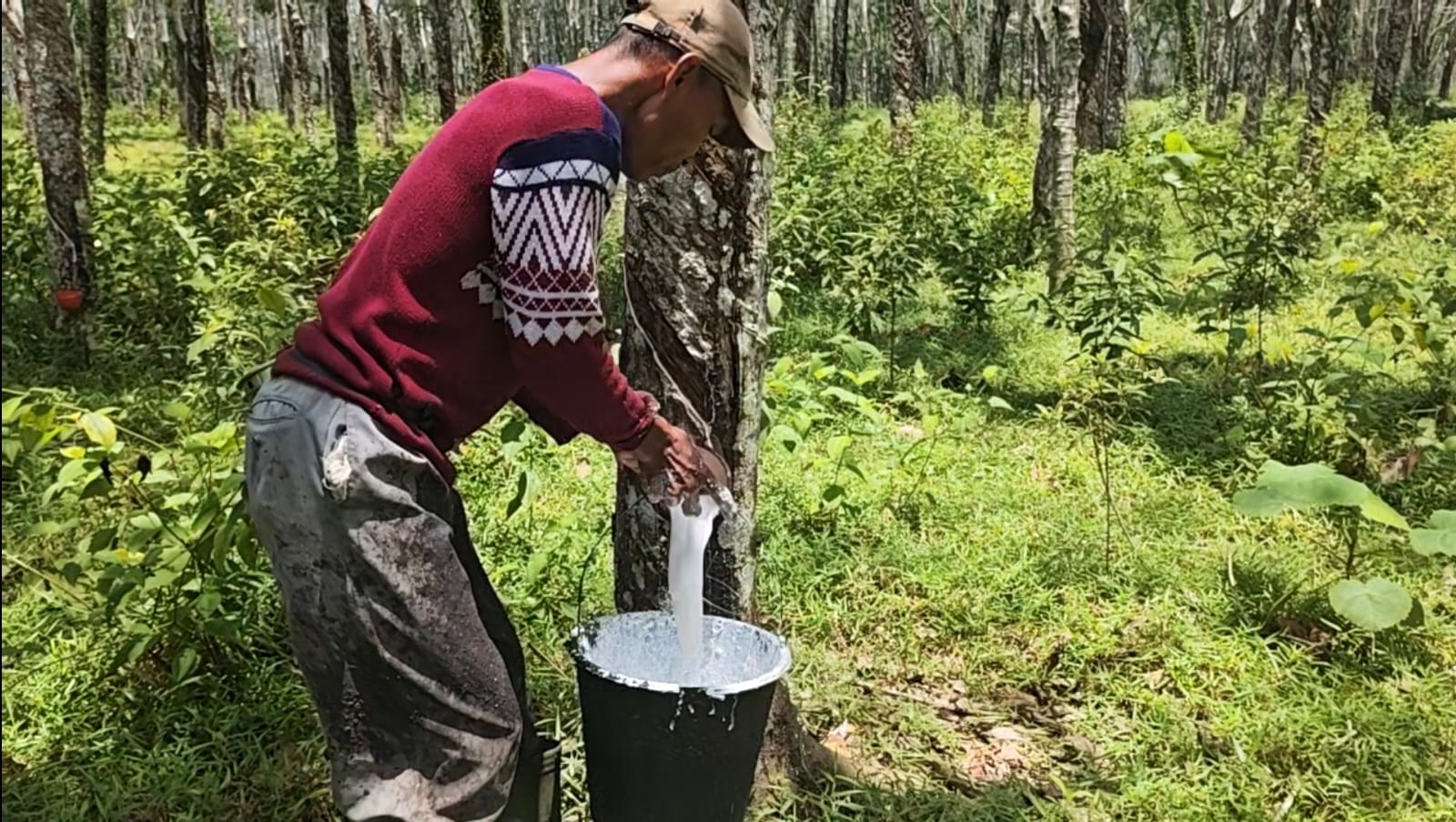 Harga Karet Sumsel Naik Imbas Gejolak Global, Petani Diminta Jaga Kualitas