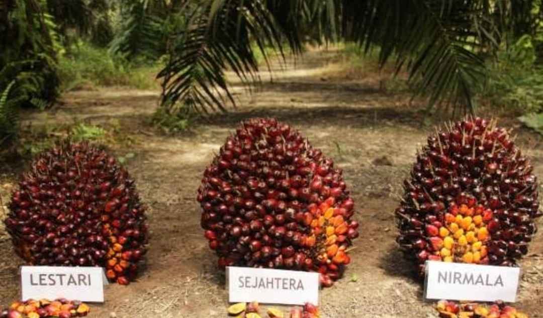 Mengoptimalkan Produksi Kelapa Sawit: Panduan Perawatan untuk Menghasilkan Buah Berkualitas Tinggi