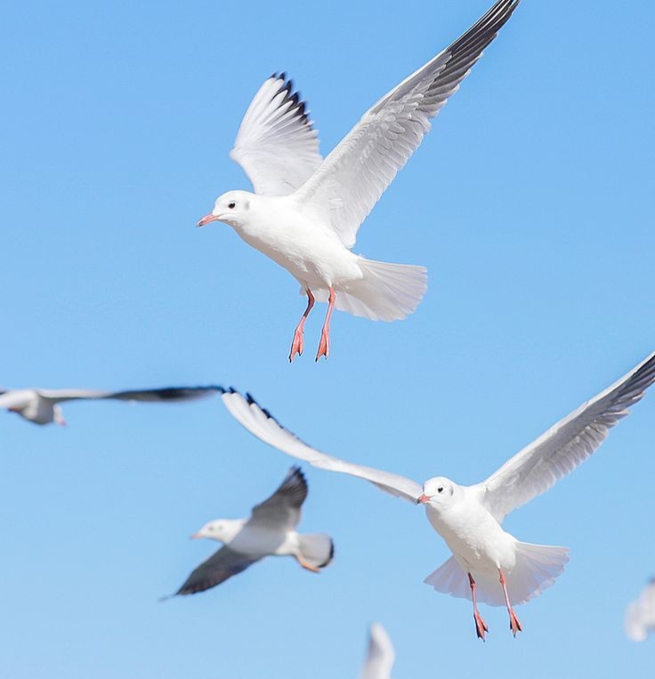 4 Fakta Menarik dari Burung Camar, Senang Bermigrasi!