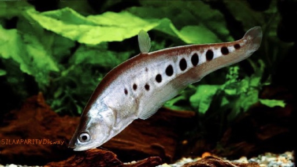 Mengenal Ikan Belida, Spesies Ini yang Menjadi Ikon di Sumatera Selatan