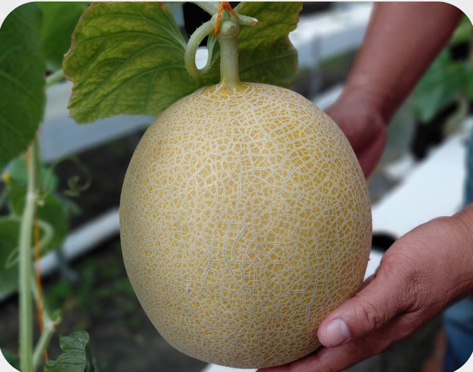 Melon Kembali Berbuah, Lapas Narkotika Muara Beliti Petik Hasil Panen Kedua