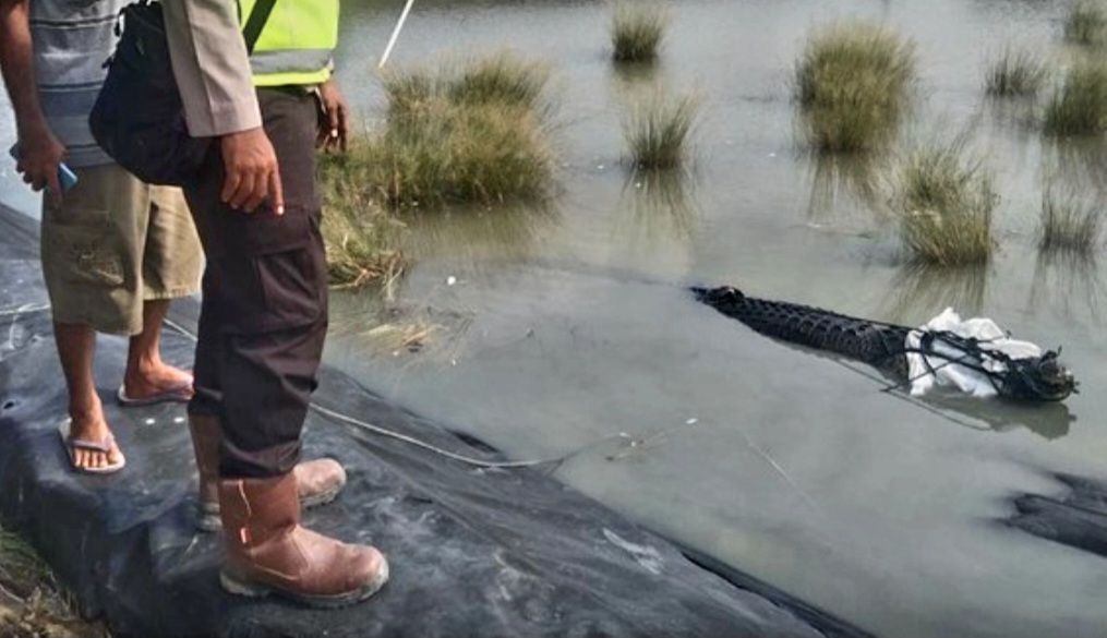 Geger, Seekor Buaya Panjang 4 Meter Masuk ke Tambak Warga di Ogan Ilir