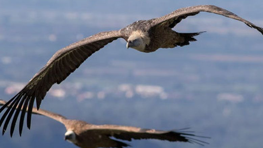 Menjelajahi Ketinggian Ekstrem: Burung-Burung yang Mampu Terbang Paling Tinggi di Dunia