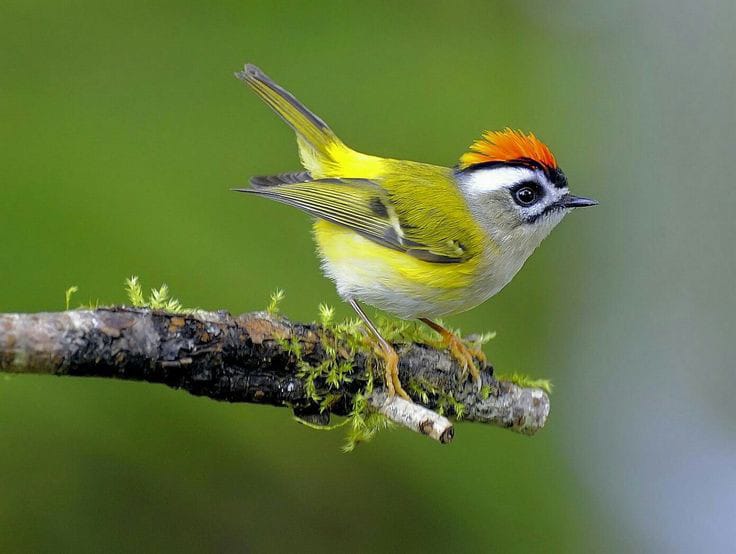 5 Fakta Menarik tentang Goldcrest