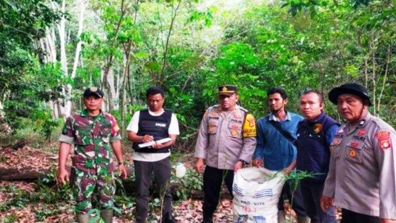 Pencuri Jengkol di Muara Lakitan Tewas Dikeroyok, Pemilik Kebun Kesal Jengkol Kerap Kali Dicuri