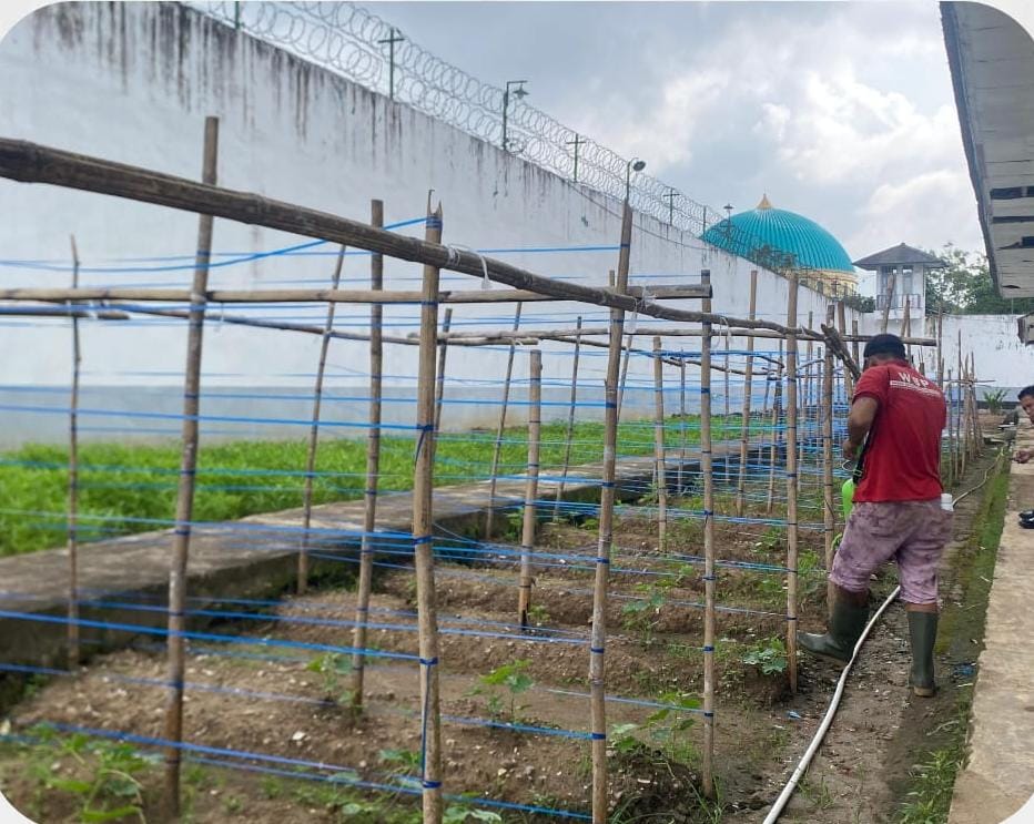 Manfaatkan Lahan, Lapas Narkotika Muara Beliti Giatkan Penanaman Timun