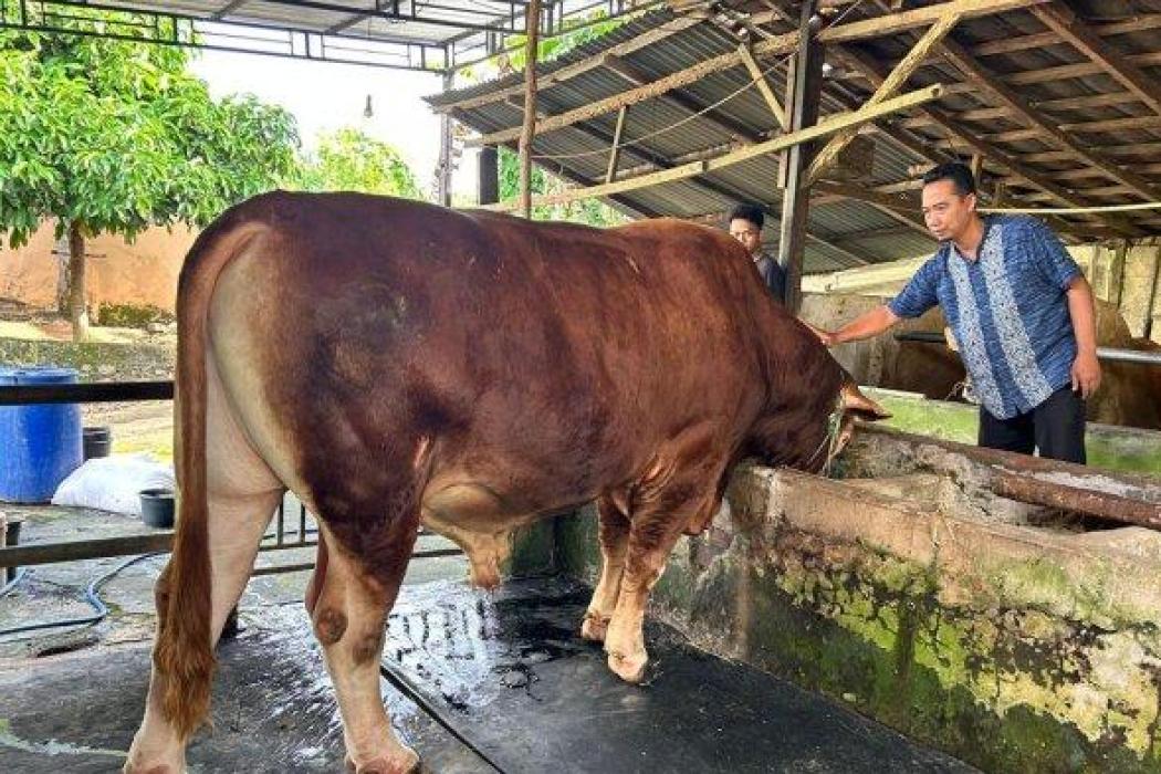 Presiden Prabowo Salurkan Sapi Kurban 850 Kilogram untuk Warga Lubuklinggau
