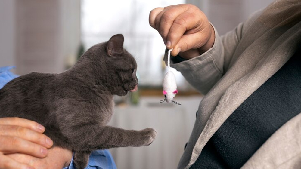 Pahala dari Merawat Kucing dalam Perspektif Islam