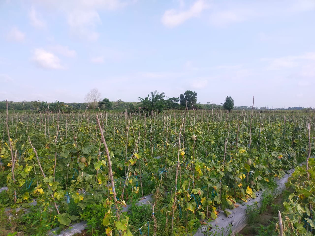 Petani Melon di Desa Megang Sakti 5 Kebun Kulim Raih Sukses