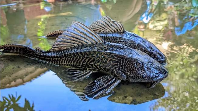 Tak Selalu Jadi Hama, Ikan Sapu-Sapu Justru Jadi Menu Andalan di Amazon