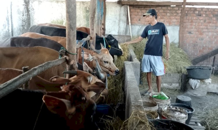 Jelang Idul Adha 2026, Permintaan Hewan Kurban di Musi Rawas Meningkat